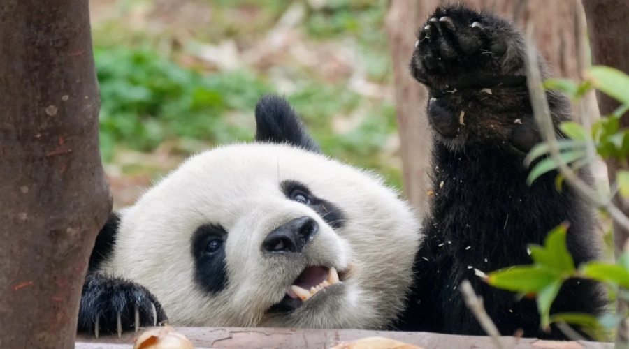 4-Day Chengdu Panda & Sichuan Experience Tour