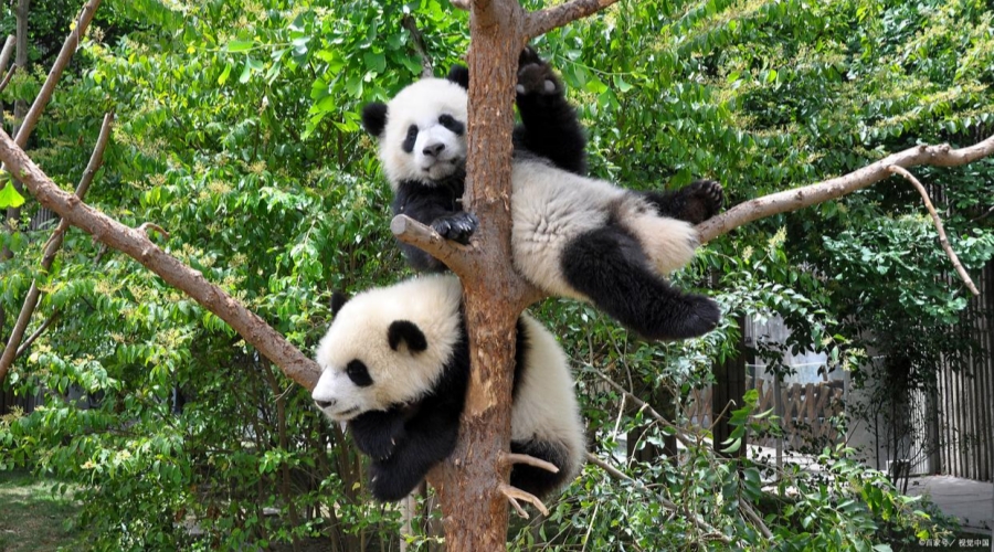 Chengdu - Giant Panda Base & Cultural Exploration