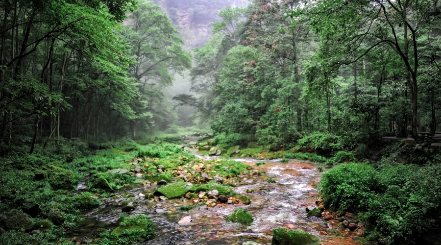 Golden Whip Stream is a perfect walking route, especially for travelers with kids