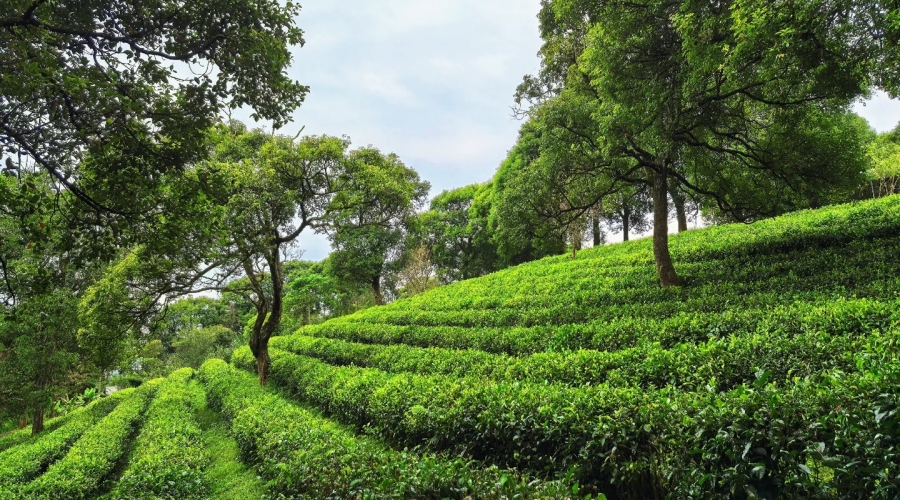 Yuxi → Pu'er – Enter the Tea Country of Yunnan