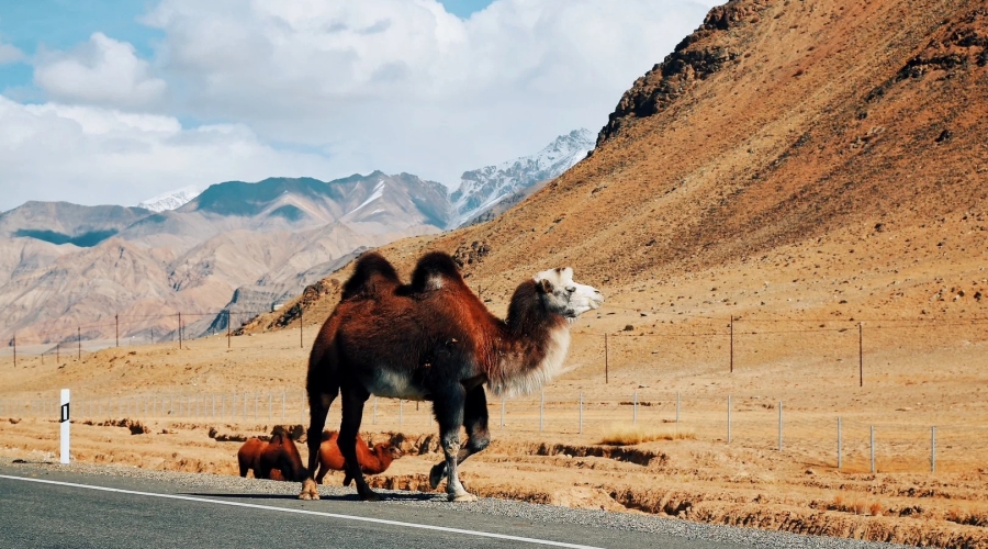 10-Day Southern Xinjiang Heritage Tour