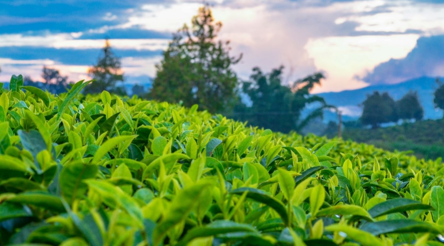 7-Day Yunnan Nature & Tea Culture Discovery Tour