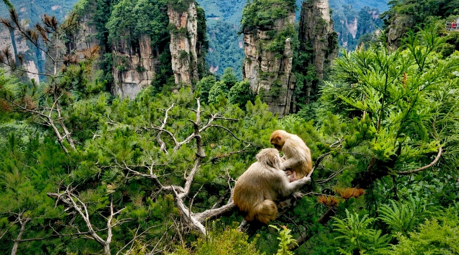 Wild Monkeys in Zhangjiajie National Forest Park